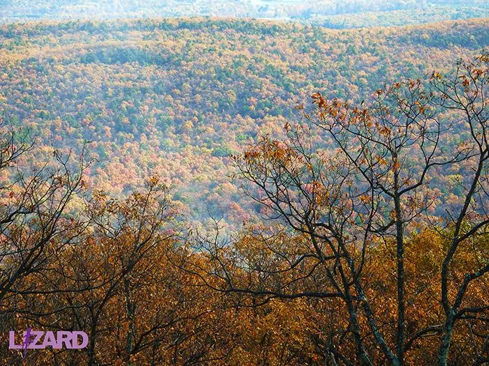 Michaux Lizard Map, Pennsylvania