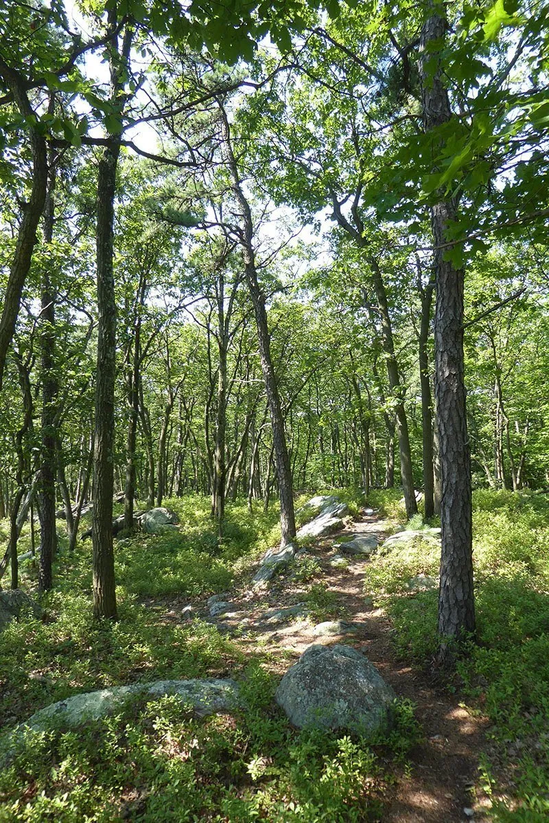 Michaux Lizard Map, Pennsylvania