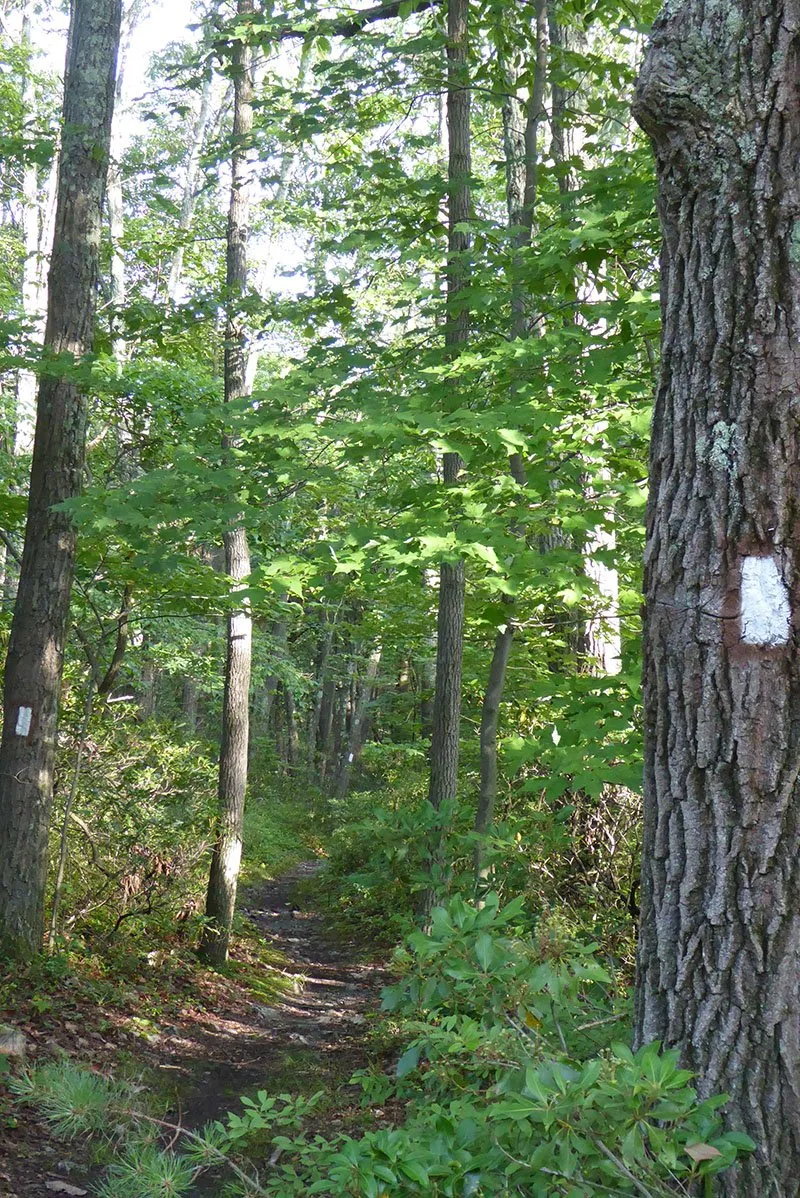 Michaux Lizard Map, Pennsylvania