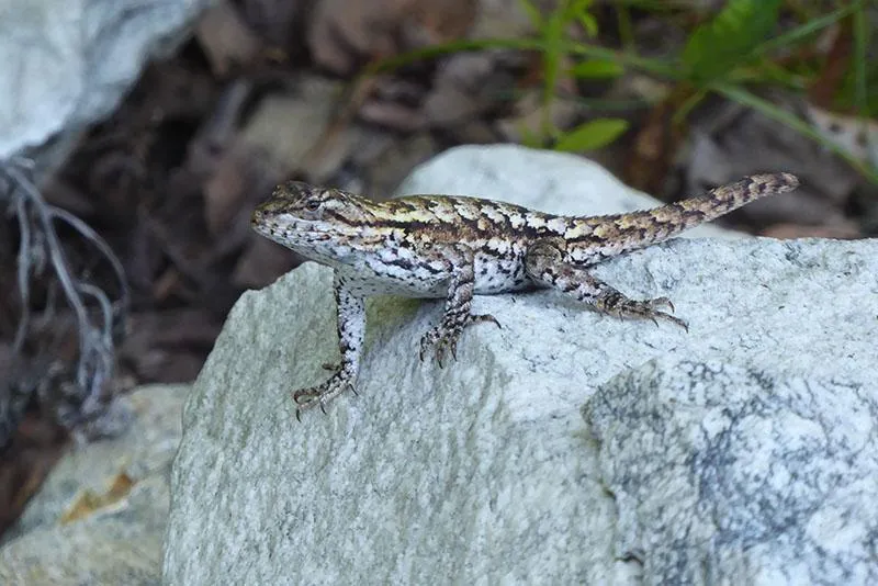 Michaux Lizard Map, Pennsylvania