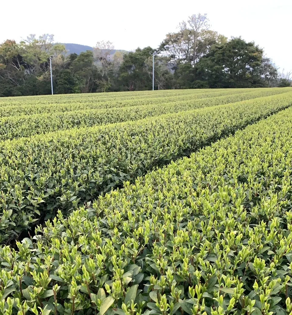 T VERDE YANAGI BANCHA orgánico 100 gr